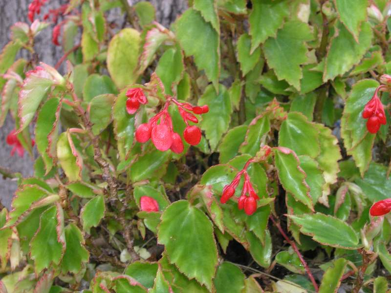 B. ‘Digswelliana’